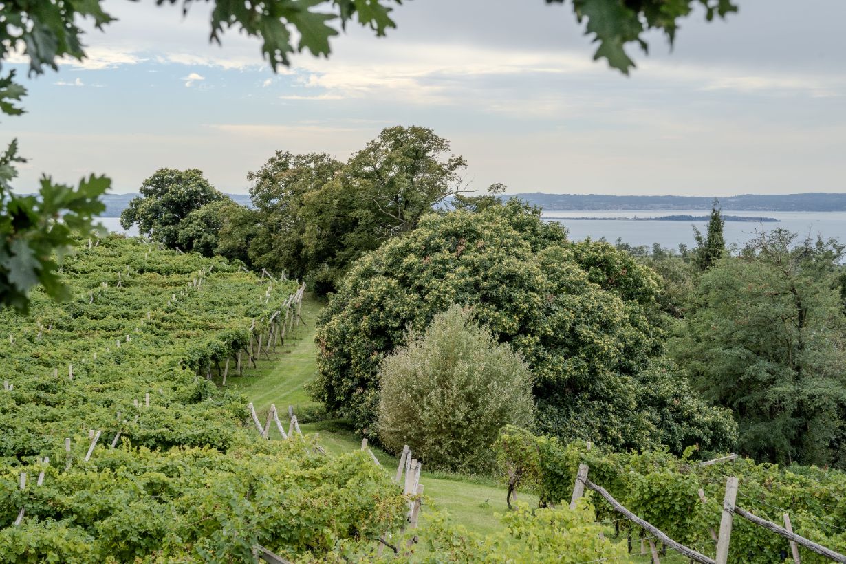 Villa Sant’Andrea gallery image 34